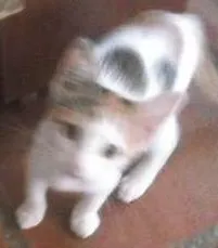 Gato raça Siamês idade Abaixo de 2 meses nome Branquinha