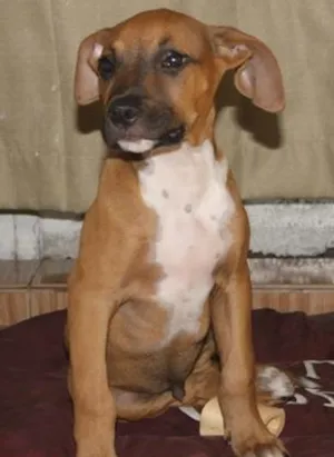 Cachorro raça SRD idade 2 a 6 meses nome BRUCE