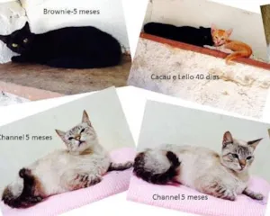 Gato raça SRD idade  nome Gatos