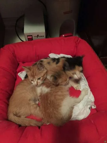 Gato raça SRD idade Abaixo de 2 meses nome Johny,  Madonna, Fi