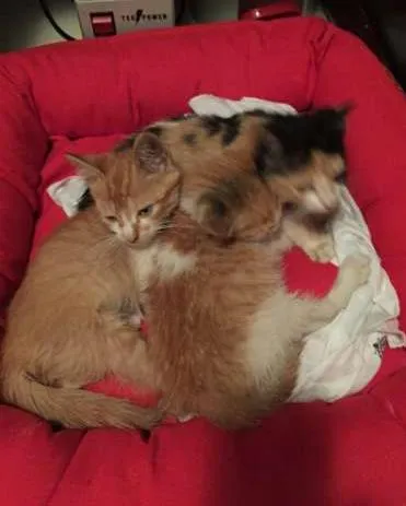 Gato raça SRD idade Abaixo de 2 meses nome Johny,  Madonna, Fi