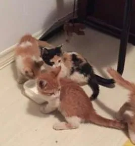 Gato raça SRD idade Abaixo de 2 meses nome Johny,  Madonna, Fi