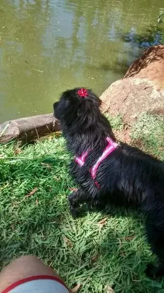 Cachorro ra a SRD idade  nome Linda cadelinha