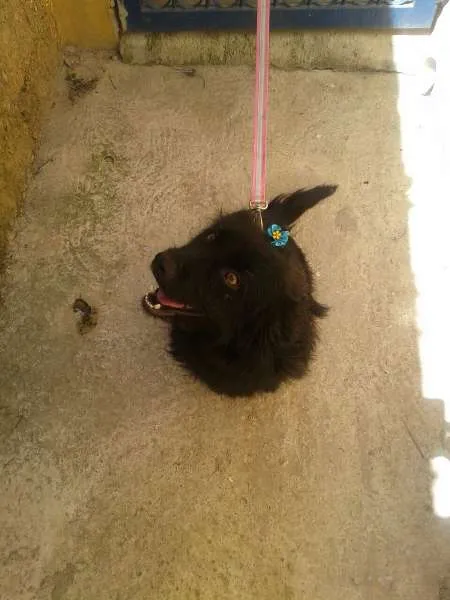 Cachorro ra a SRD idade  nome Linda cadelinha