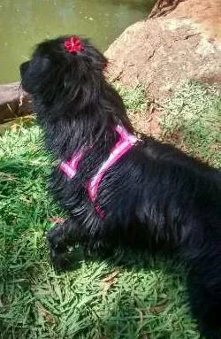 Cachorro ra a SRD idade  nome Linda cadelinha