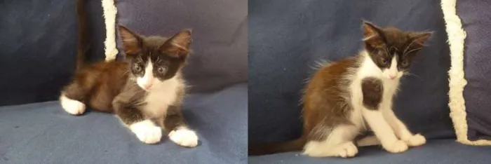 Gato ra a indefinido idade 2 a 6 meses nome ainda sem nomes