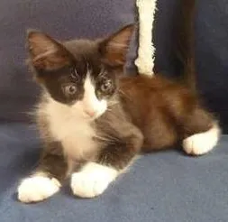 Gato ra a indefinido idade 2 a 6 meses nome ainda sem nomes