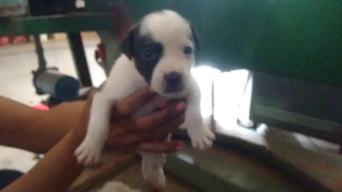 Cachorro ra a indefinida idade Abaixo de 2 meses nome sem nome