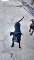 Bidu