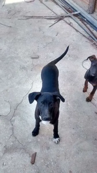 Cachorro raça vira lata idade 2 a 6 meses nome Bidu