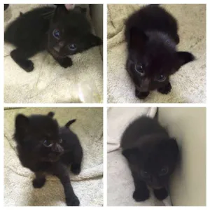 Gato raça  idade Abaixo de 2 meses nome Preta e Pretinha