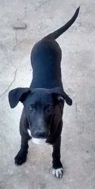 Cachorro raça vira lata idade 2 a 6 meses nome Bidu