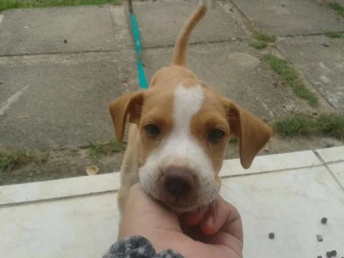 Cachorro ra a SRD idade 2 a 6 meses nome Bart