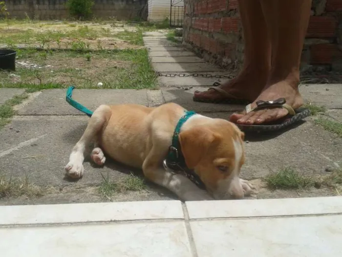 Cachorro ra a SRD idade 2 a 6 meses nome Bart