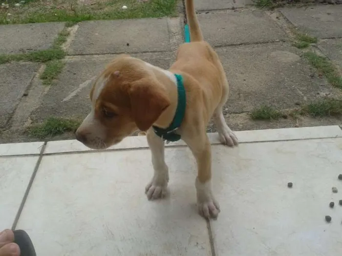Cachorro ra a SRD idade 2 a 6 meses nome Bart
