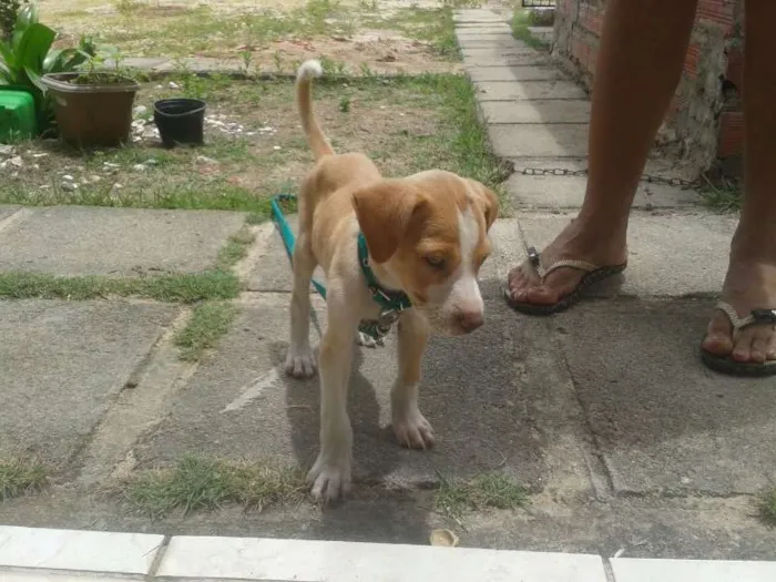 Cachorro ra a SRD idade 2 a 6 meses nome Bart