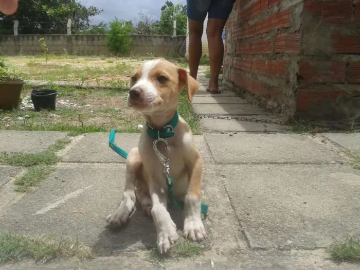 Cachorro ra a SRD idade 2 a 6 meses nome Bart