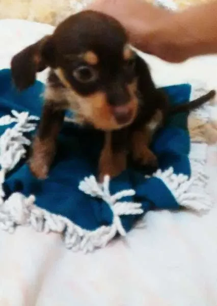 Cachorro ra a  poodle legítimo e mestiço idade 2 a 6 meses nome sem nome 