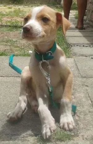 Cachorro raça SRD idade 2 a 6 meses nome Bart