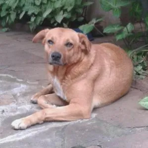 Cachorro raça vira lata idade 5 anos nome Vira lata / labrador