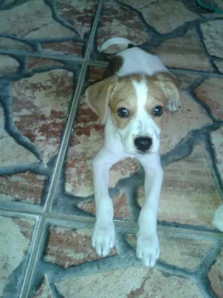 Cachorro ra a  idade Abaixo de 2 meses nome Tata