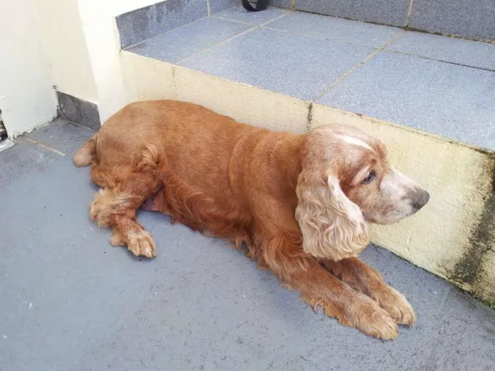 Cachorro ra a Cocker idade 6 ou mais anos nome Sem Nome