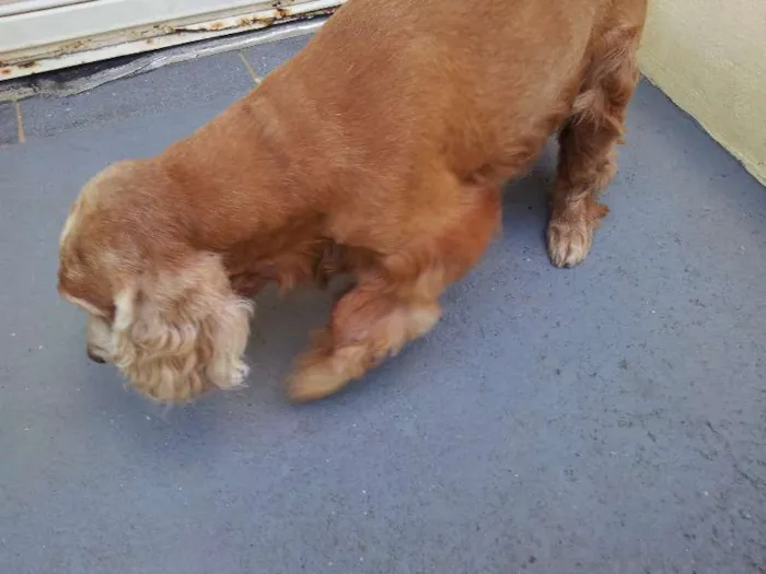 Cachorro ra a Cocker idade 6 ou mais anos nome Sem Nome