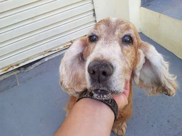 Cachorro ra a Cocker idade 6 ou mais anos nome Sem Nome