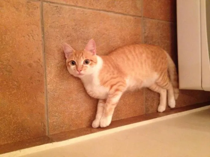Gato ra a SRD idade 2 a 6 meses nome Bolinho