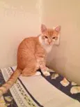Bolinho