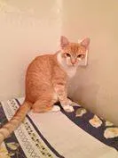 Gato ra a SRD idade 2 a 6 meses nome Bolinho