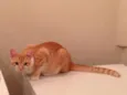Bolinho