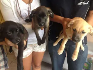 Cachorro raça SRD idade 2 a 6 meses nome Bruce, Rita e Tim Maia