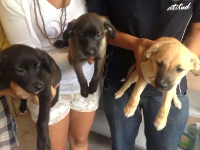 Cachorro ra a SRD idade 2 a 6 meses nome Bruce, Rita e Tim Maia