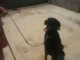 Tufão