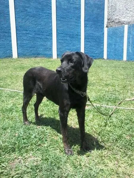 Cachorro ra a Labrador idade 2 anos nome Tufão