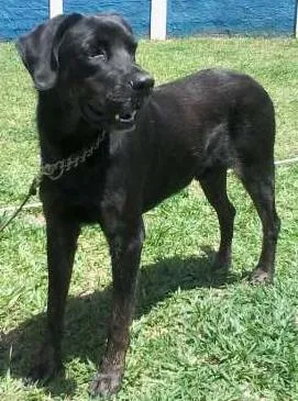 Cachorro ra a Labrador idade 2 anos nome Tufão