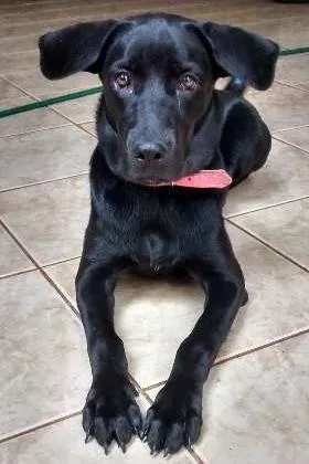 Cachorro raça SRD idade 7 a 11 meses nome Luna