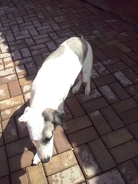 Cachorro raça SRD idade 1 ano nome Angelina