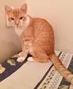 Gato ra a SRD idade 2 a 6 meses nome Bolinho