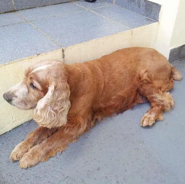 Cachorro ra a Cocker idade 6 ou mais anos nome Sem Nome