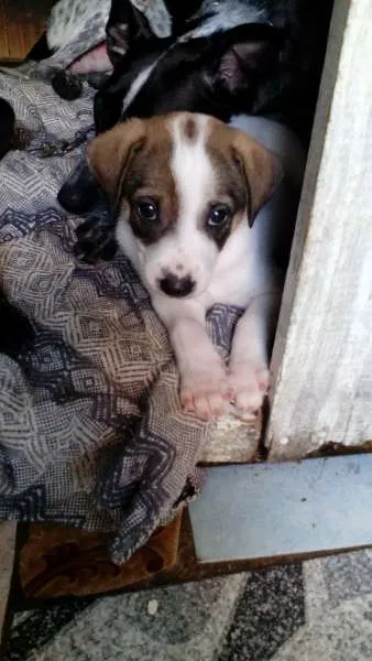 Cachorro ra a sem raça definida idade Abaixo de 2 meses nome xxxxxx