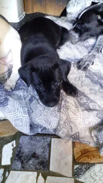 Cachorro ra a sem raça definida idade Abaixo de 2 meses nome xxxxxx