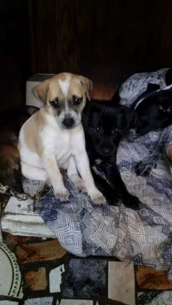 Cachorro ra a sem raça definida idade Abaixo de 2 meses nome xxxxxx