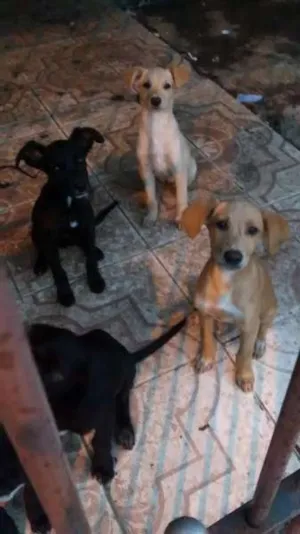 Cachorro raça Sem raça definida idade 2 a 6 meses nome Sem nomes definidos