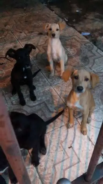Cachorro ra a Sem raça definida idade 2 a 6 meses nome Sem nomes definidos