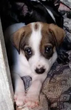 Cachorro ra a sem raça definida idade Abaixo de 2 meses nome xxxxxx