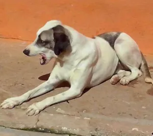Cachorro raça SRD idade 1 ano nome Angelina
