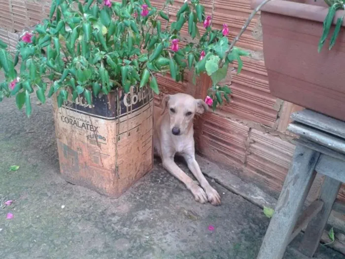 Cachorro ra a misturado idade 7 a 11 meses nome TIMIDO