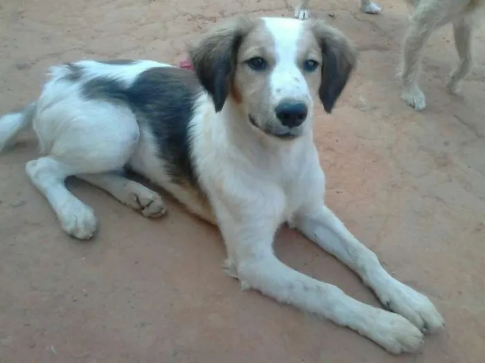 Cachorro ra a Vira lata idade 1 ano nome Mike